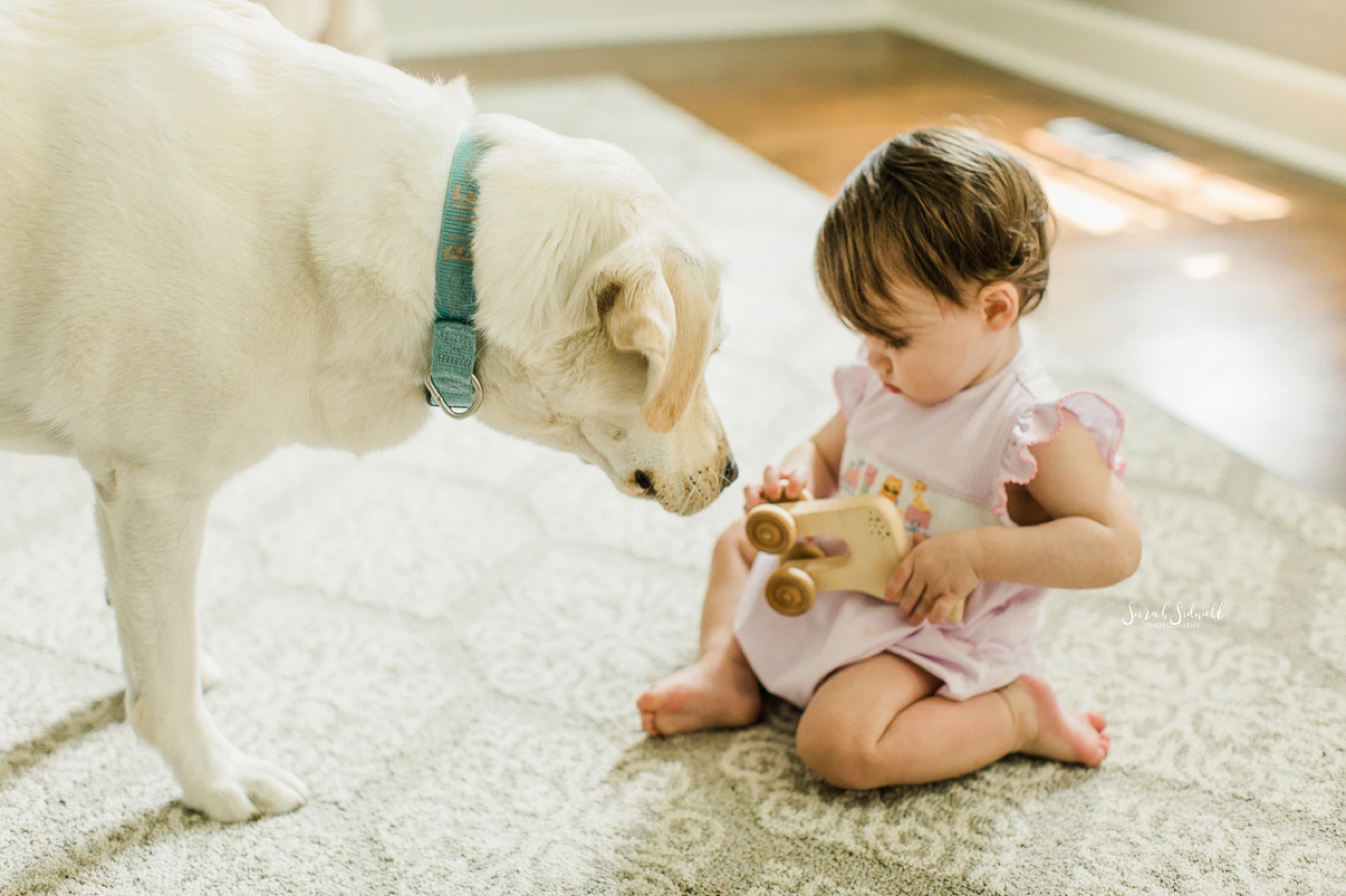 A baby plays with her dog. 