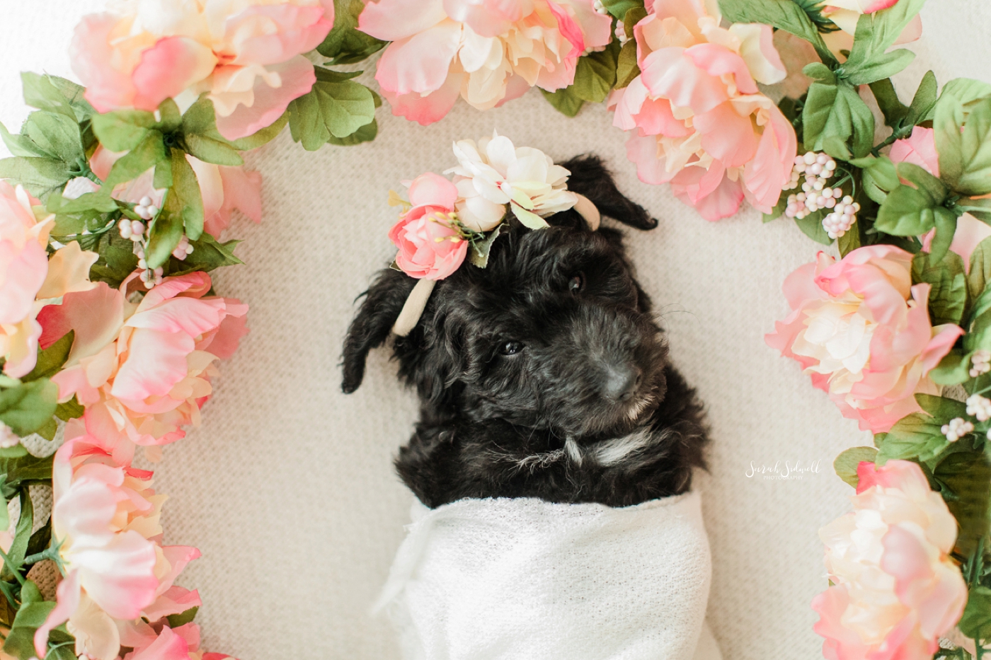Newborn Puppy Session | Sarah Sidwell Photography