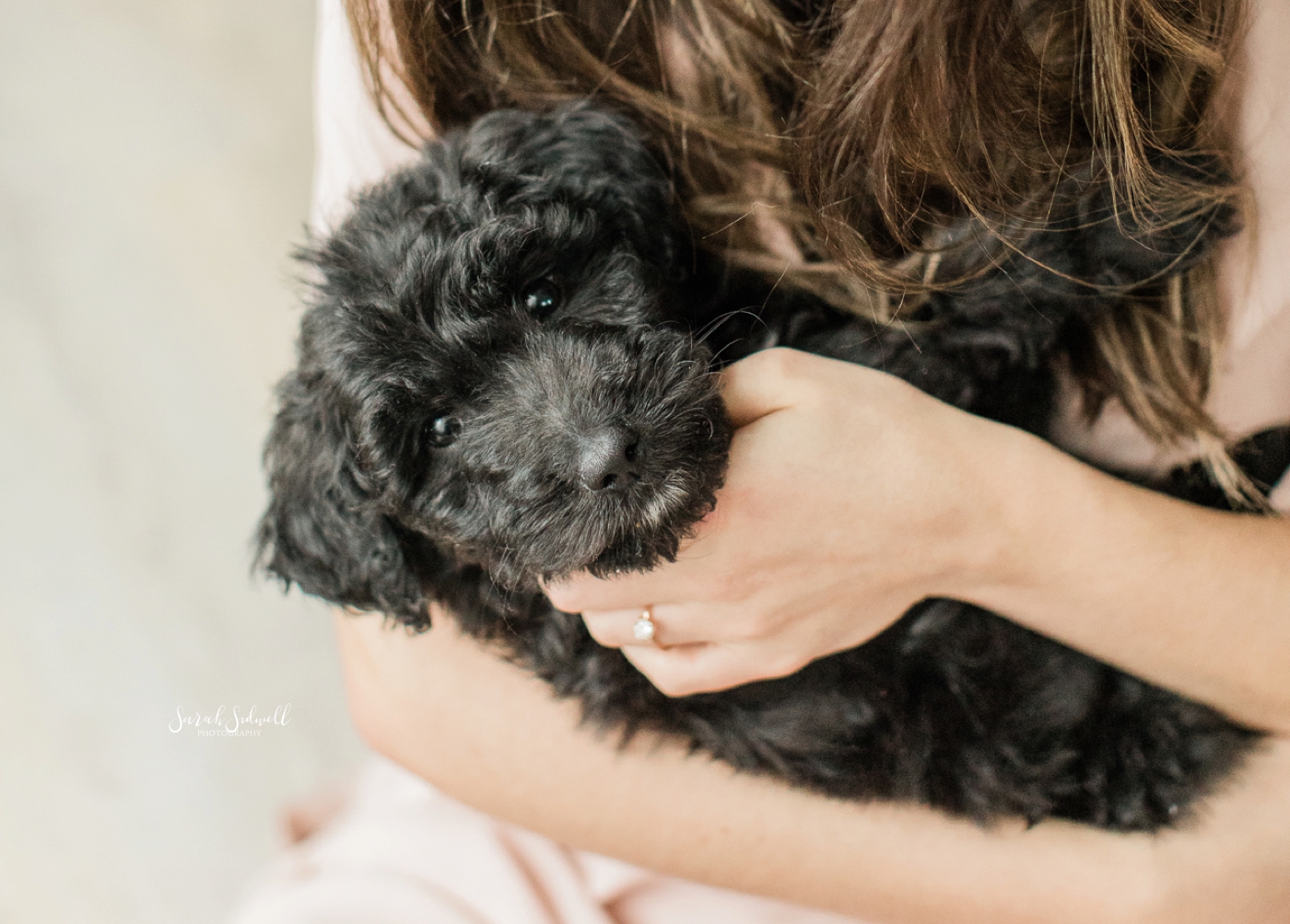 Newborn Puppy Session | Sarah Sidwell Photography