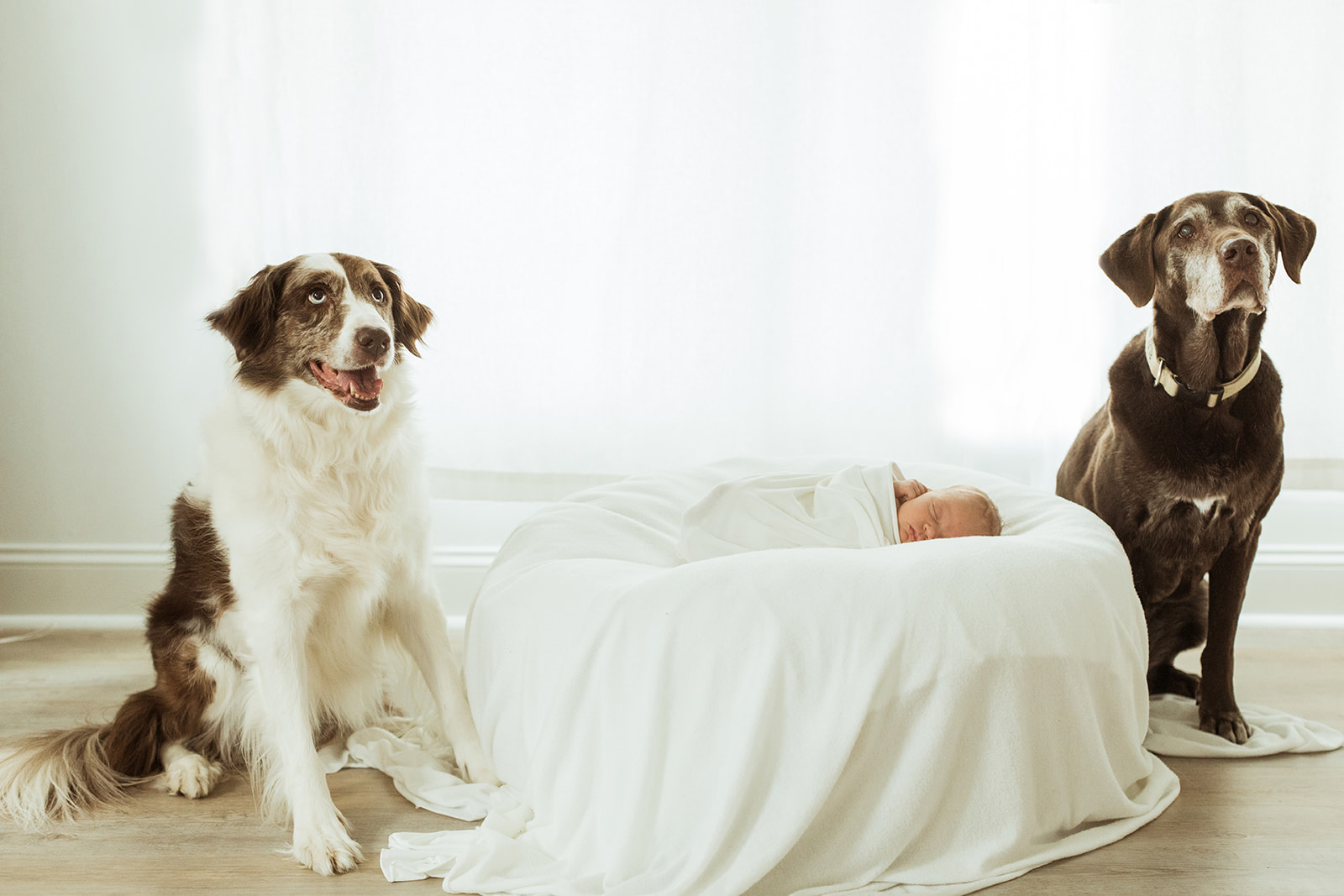 baby Charolette's newborn session in Nashville, Tennessee. photo of baby and two dogs