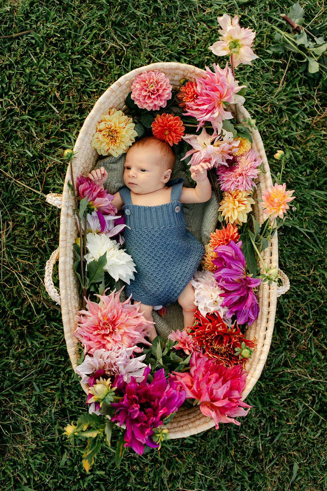 newborn baby boy in flower basket in backyard