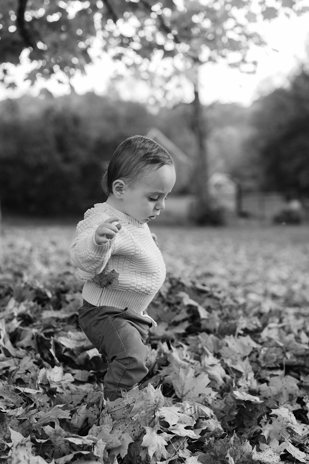 outdoor fall family session. little boy walking through leaves